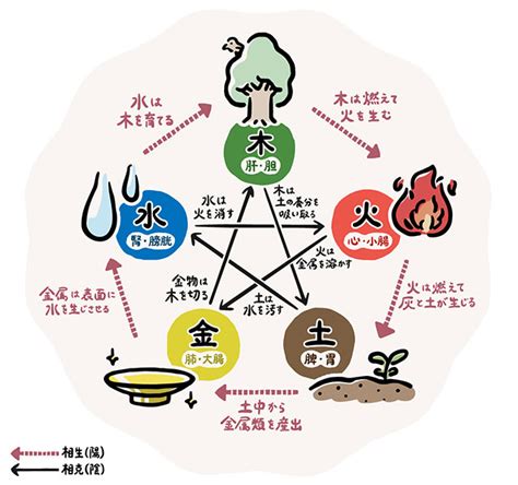 五行 体の部位|【漢方基礎知識】中医学の基礎となる哲学「五行学説。